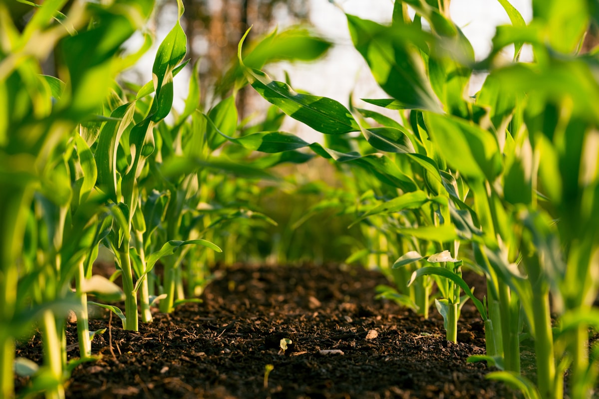 The future of agriculture: Agriculture 5.0