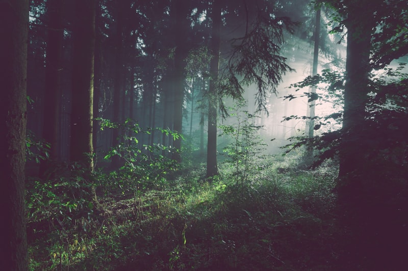 Mediterranean forest and natural light